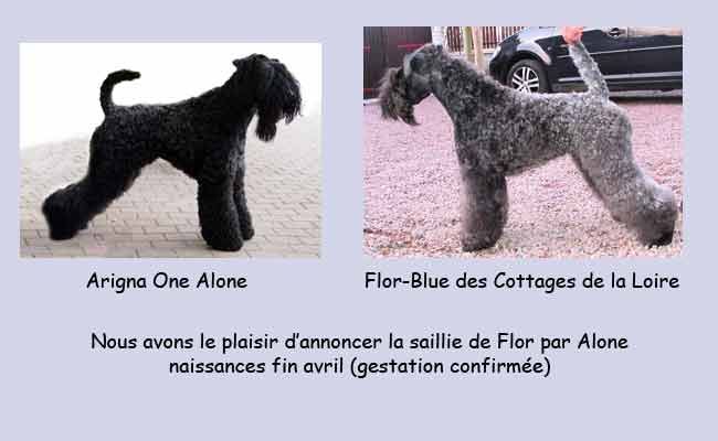 Des Cottages de la Loire - Saillie Flor-Blue