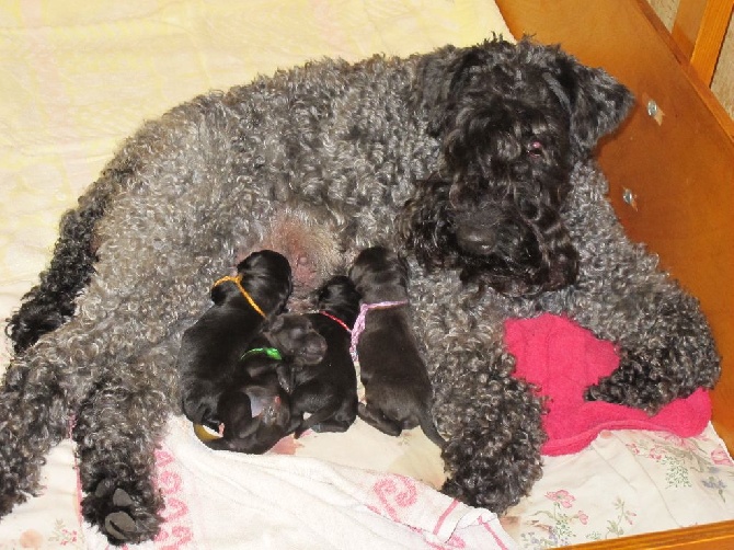 Des Cottages de la Loire - Naissance des bébés de Winona