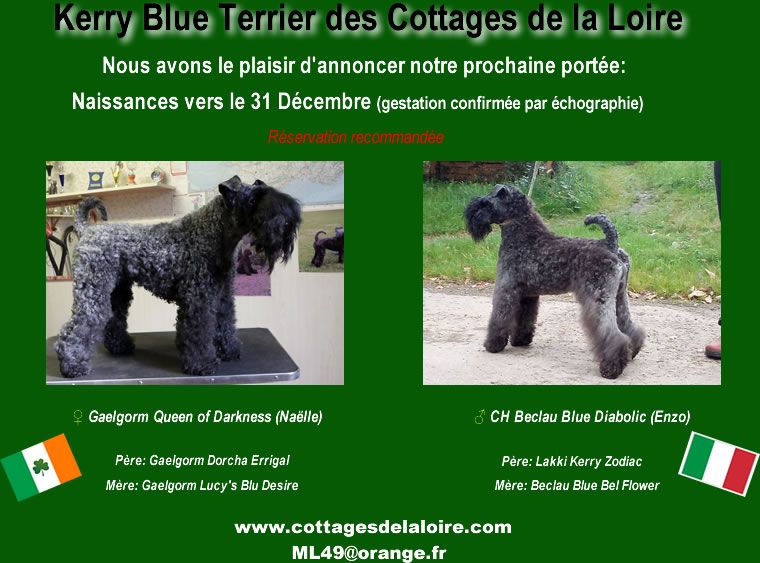 Des Cottages de la Loire - Bientôt de nouveaux chiots