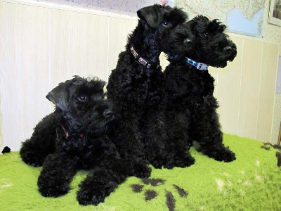 Des Cottages de la Loire - Education des chiots