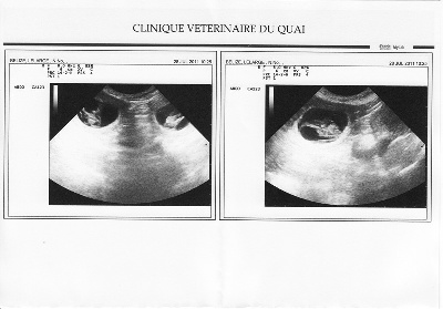 Des Cottages de la Loire - Bélize: gestation confirmée.