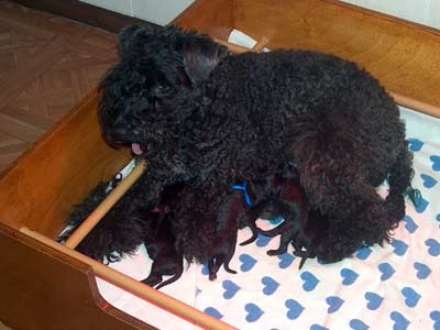 Des Cottages de la Loire - Kerry Blue Terrier - Portée née le 17/08/2008