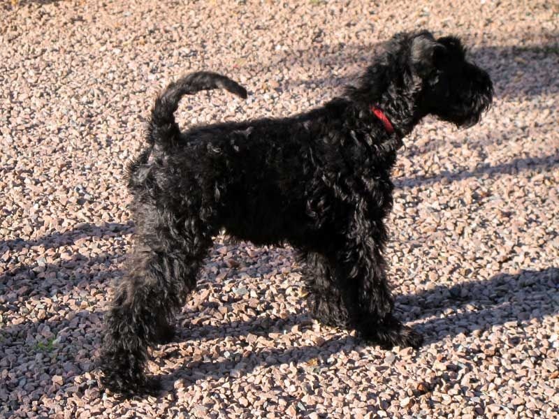 Des Cottages de la Loire - Kerry Blue Terrier - Portée née le 29/04/2014