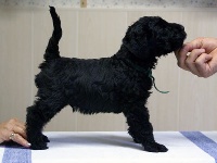 dandy
