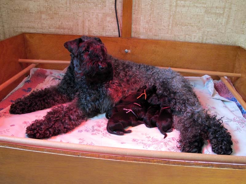 Des Cottages de la Loire - Kerry Blue Terrier - Portée née le 13/03/2013
